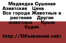 Медведка Сушеная Азиатская › Цена ­ 1 400 - Все города Животные и растения » Другие животные   . Крым,Судак